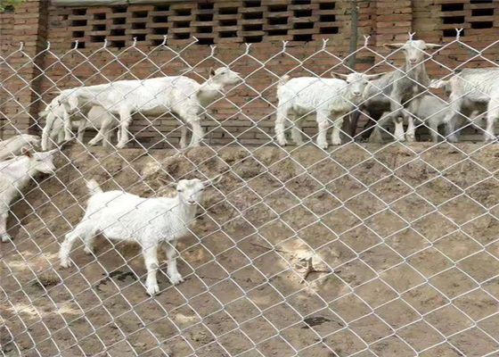 ODM Vlot Met een laag bedekt de Duimpvc van Oppervlaktediamond chain link fence 5x5